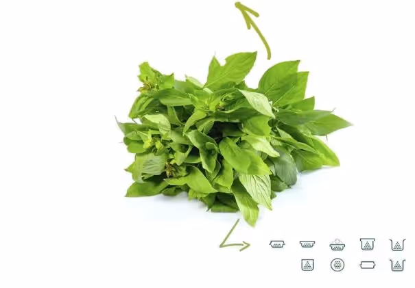 Thai Basil