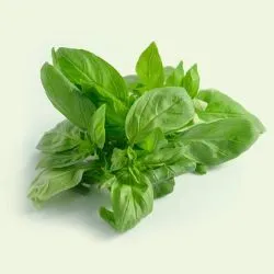 Basilic