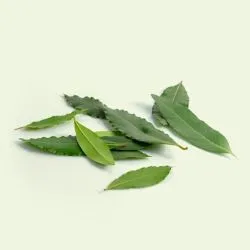 Feuille de laurier