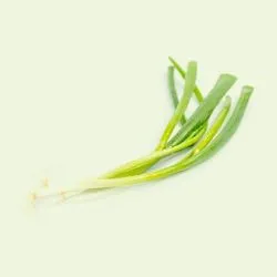 Oignons nouveaux