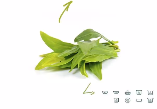 Lamsoor
