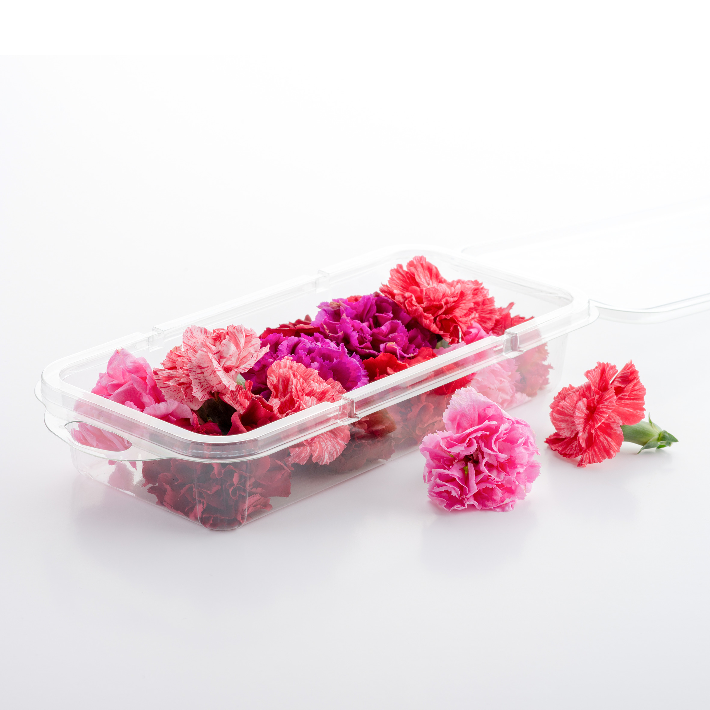 Carnations