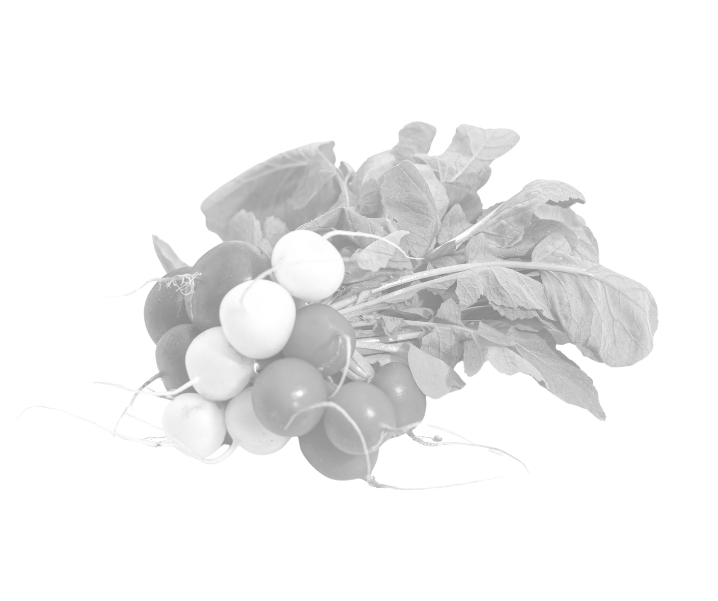 Witte radijs met puntje