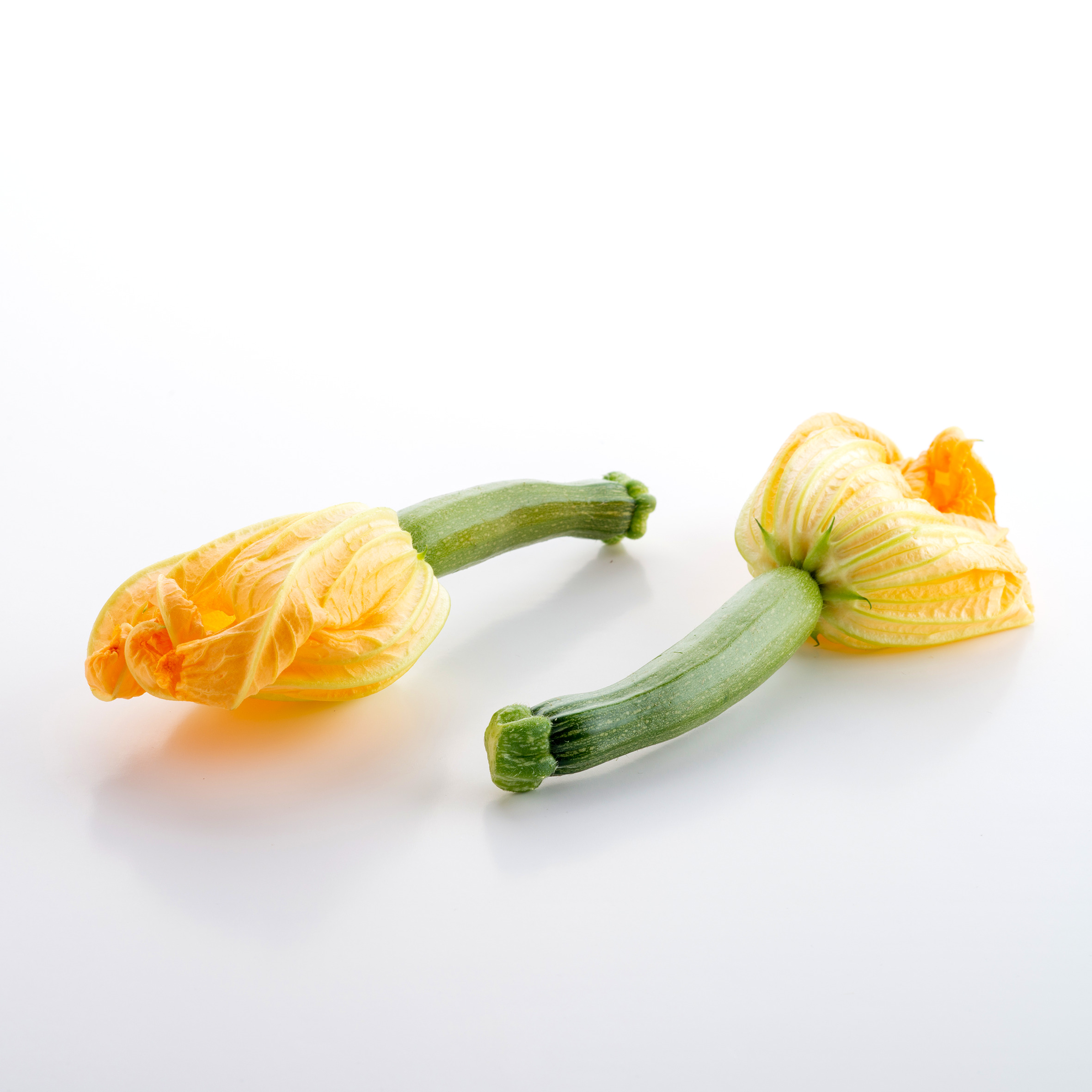 Fleur de courgette