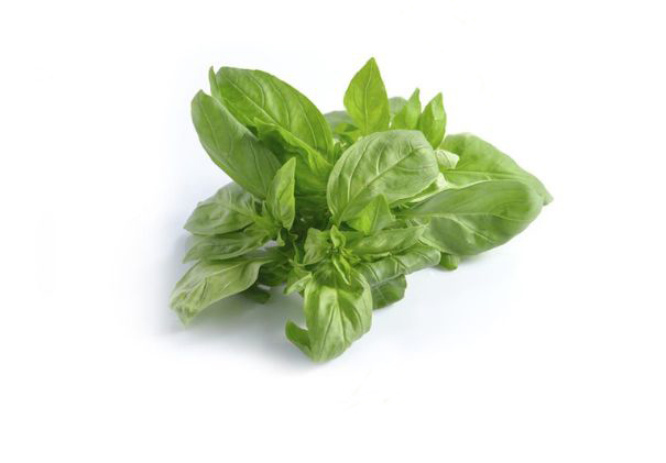 Basil