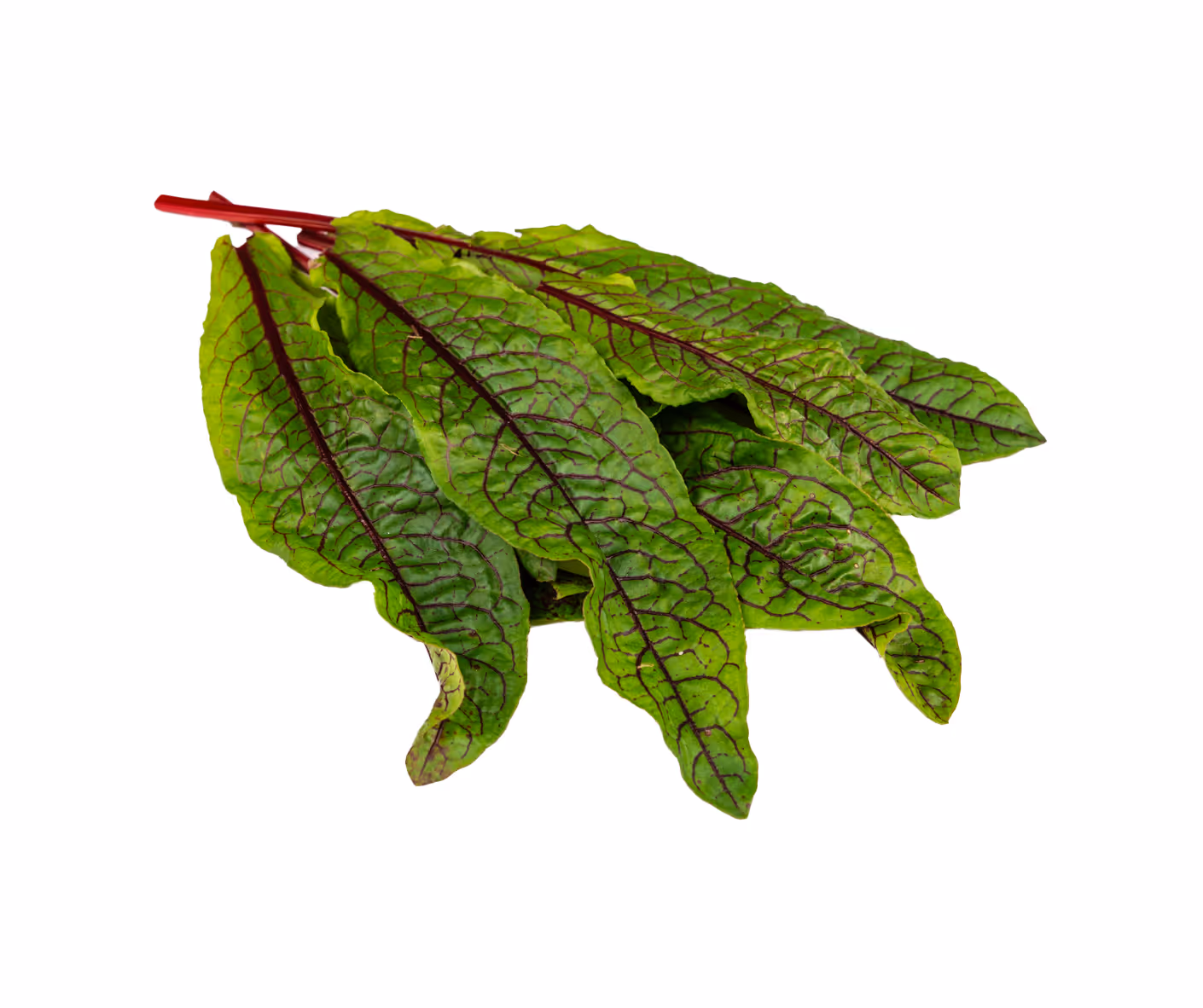 Red Sorrel
