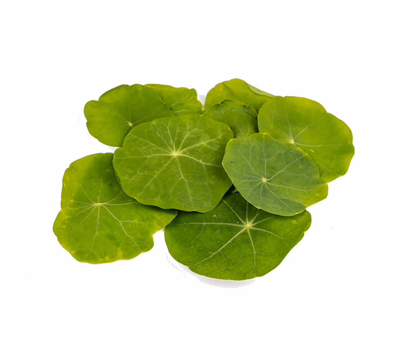 Oost-Indische kersblad