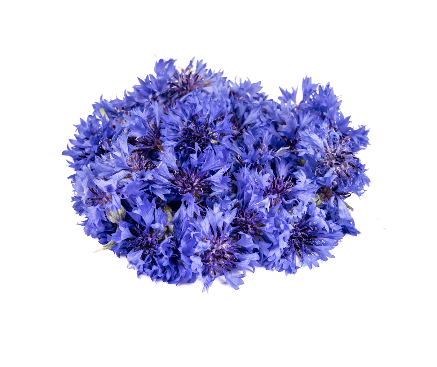 Cornflower