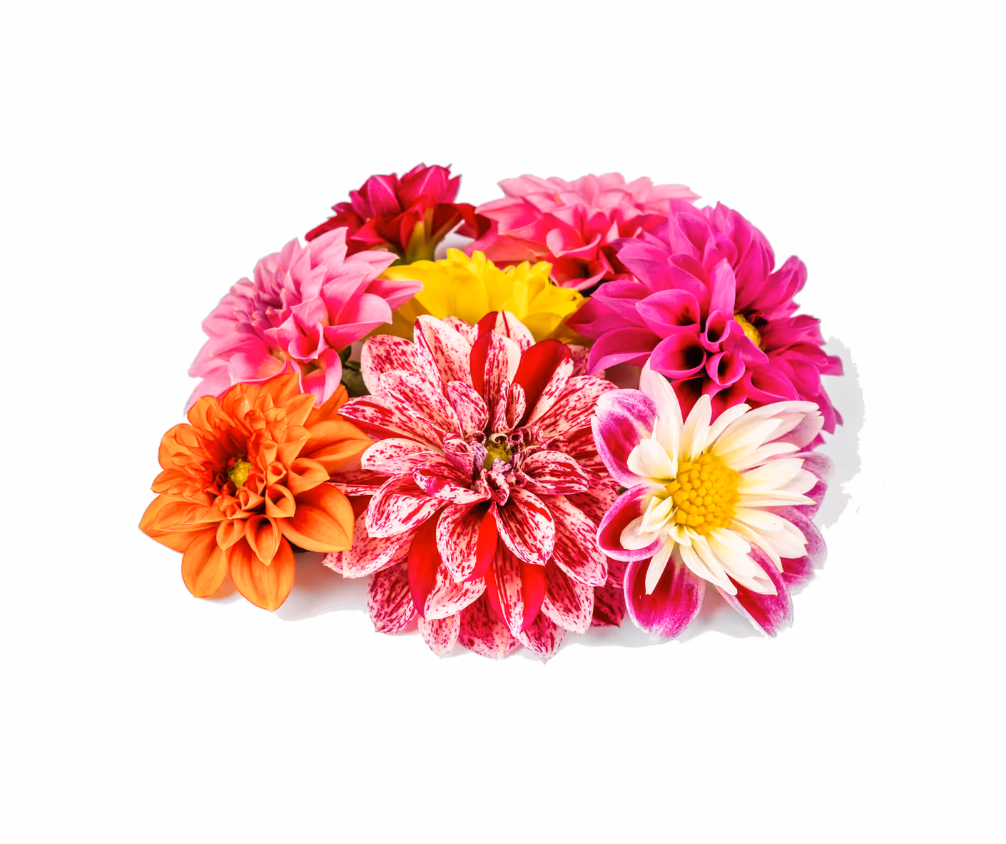 Dahlia