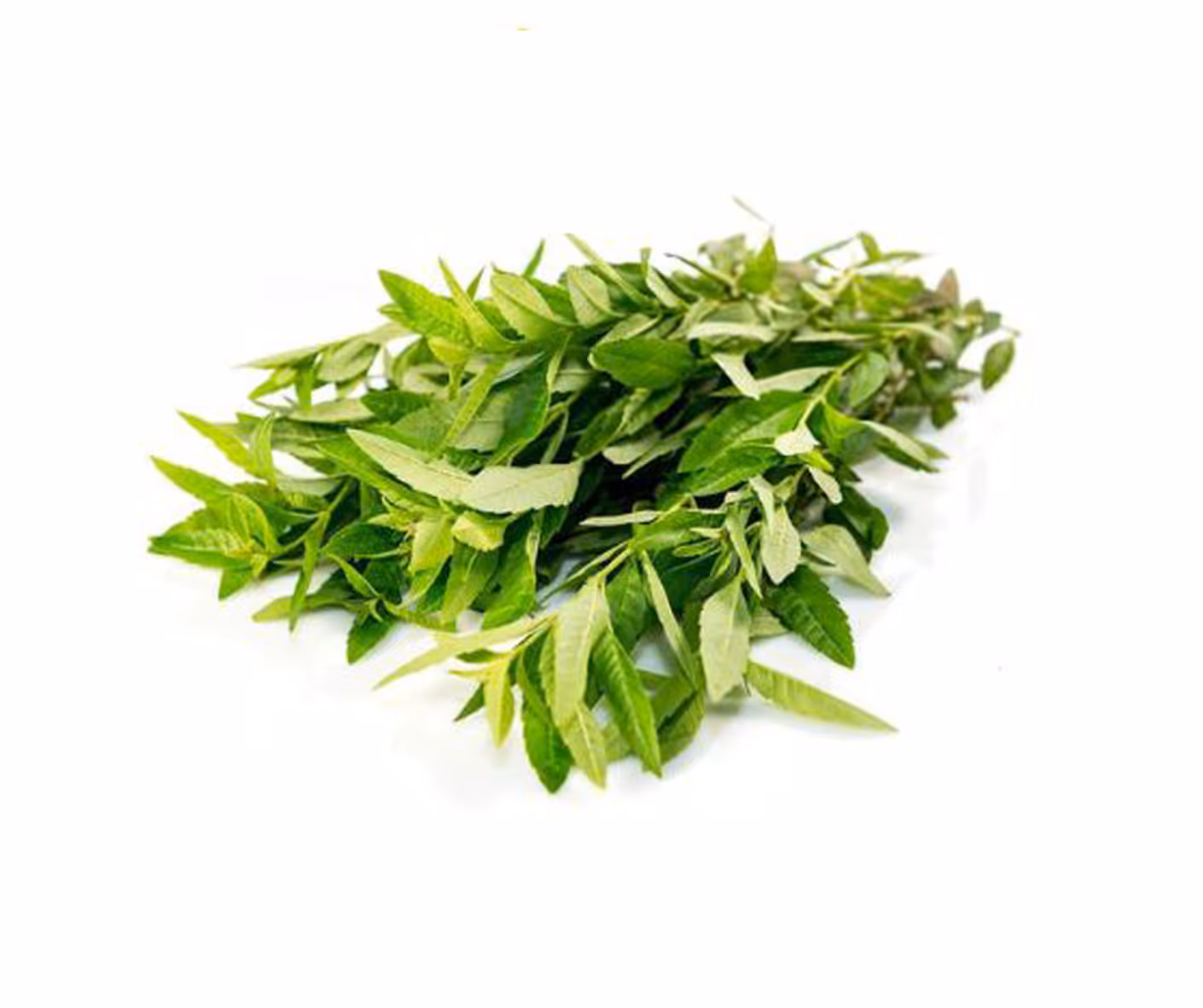 Verveine citronnelle
