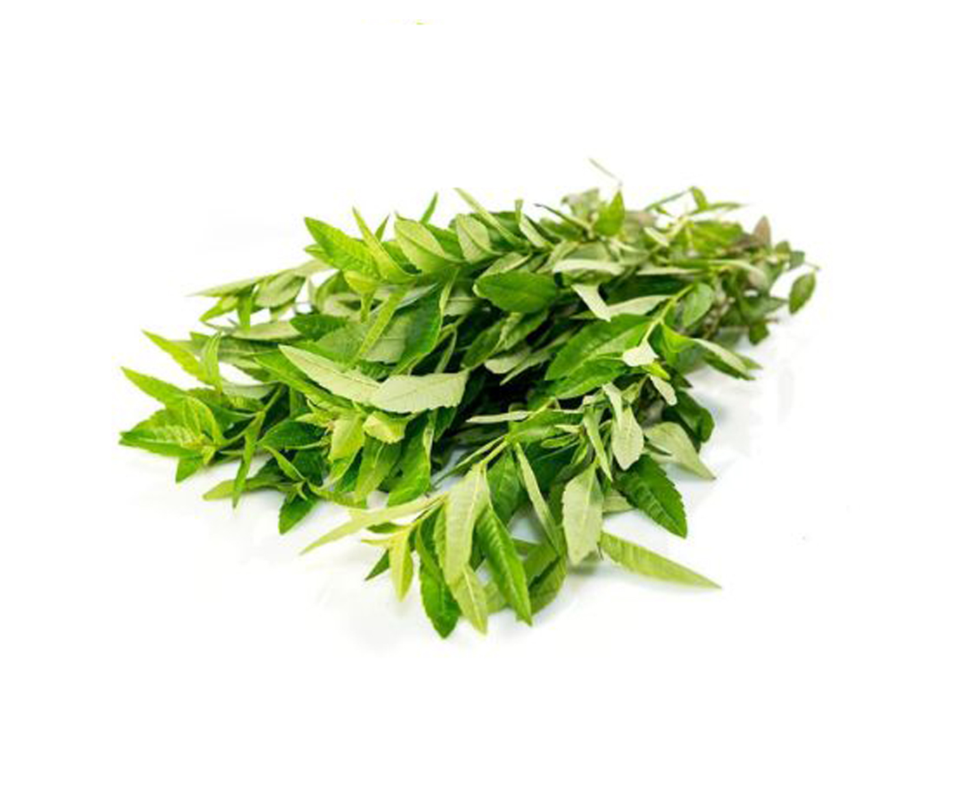 Verveine citronnelle