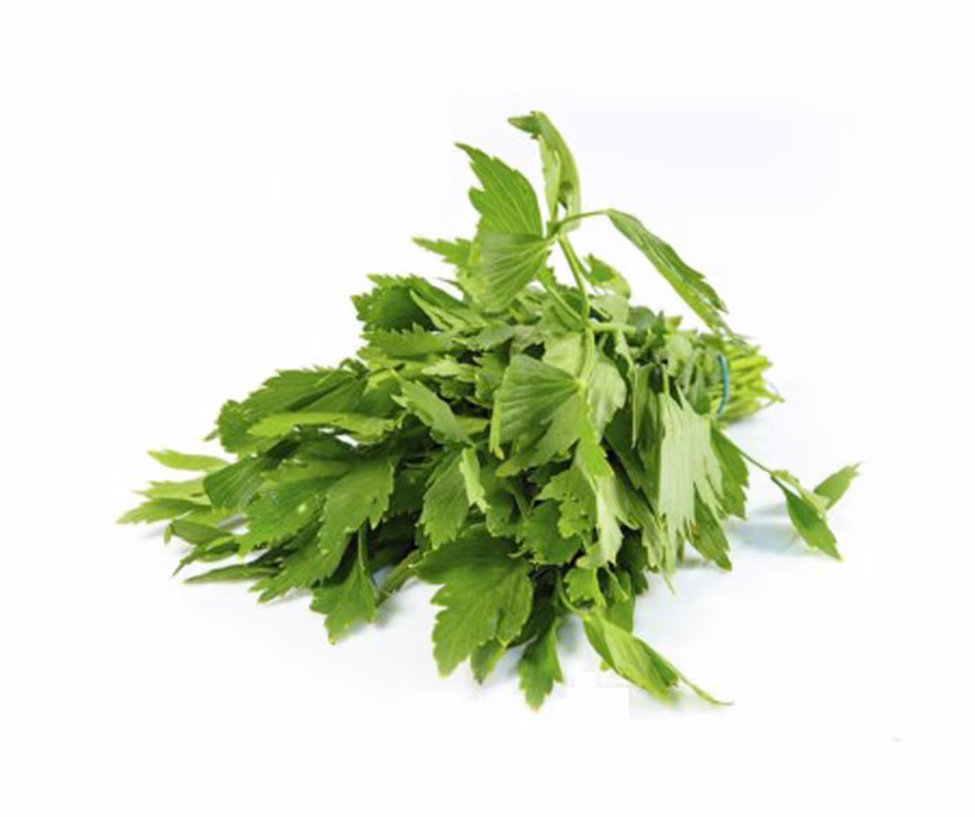Livèche