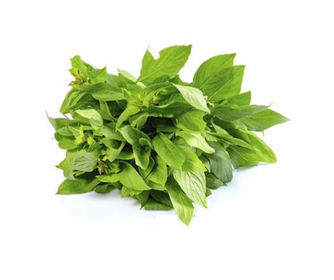 Basilic thaï