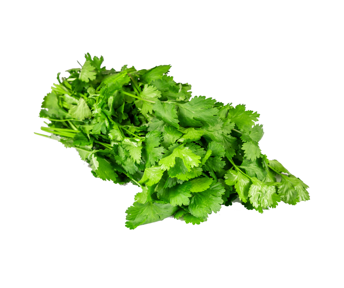 Coriandre