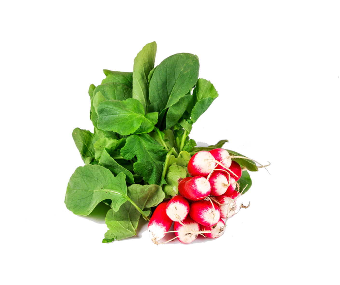 Radis à pointe blanche