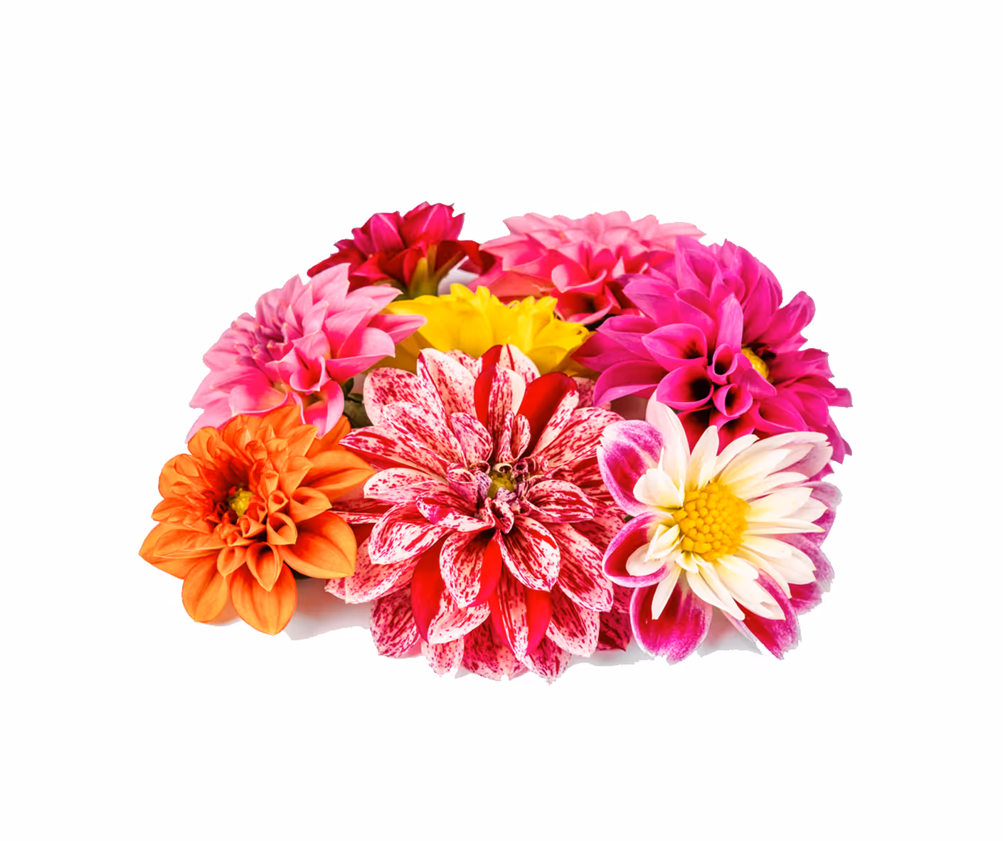 Dahlia