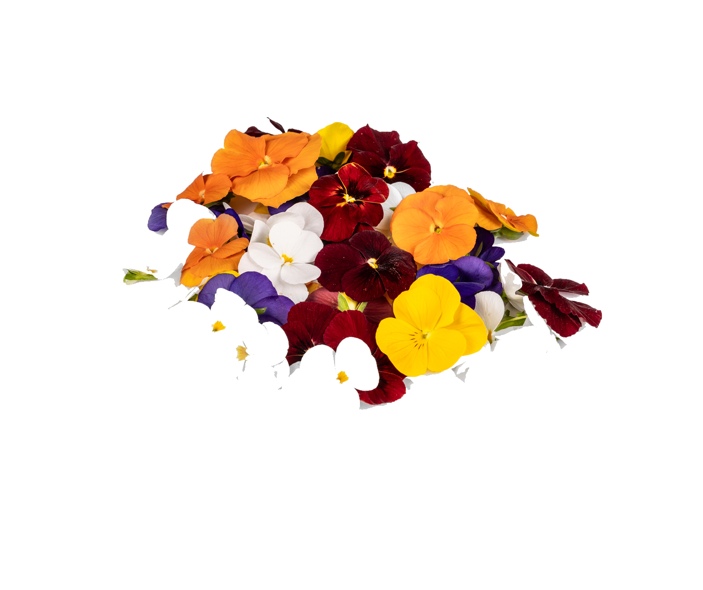 Violettes comestibles