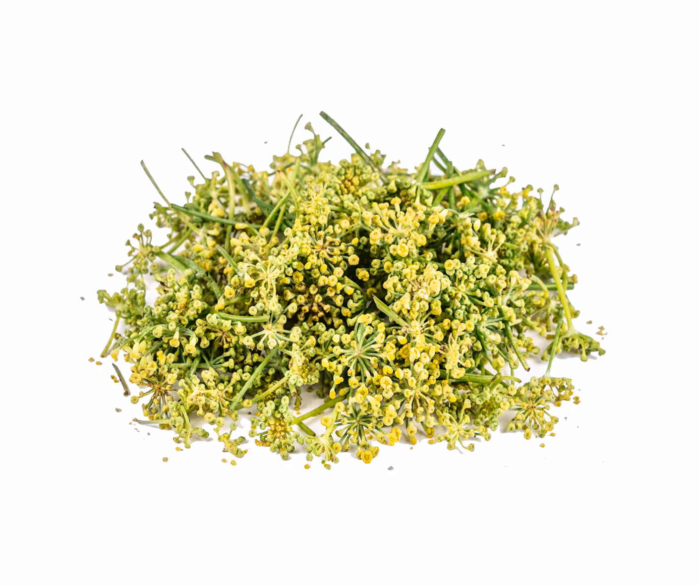 Fleur de fenouil