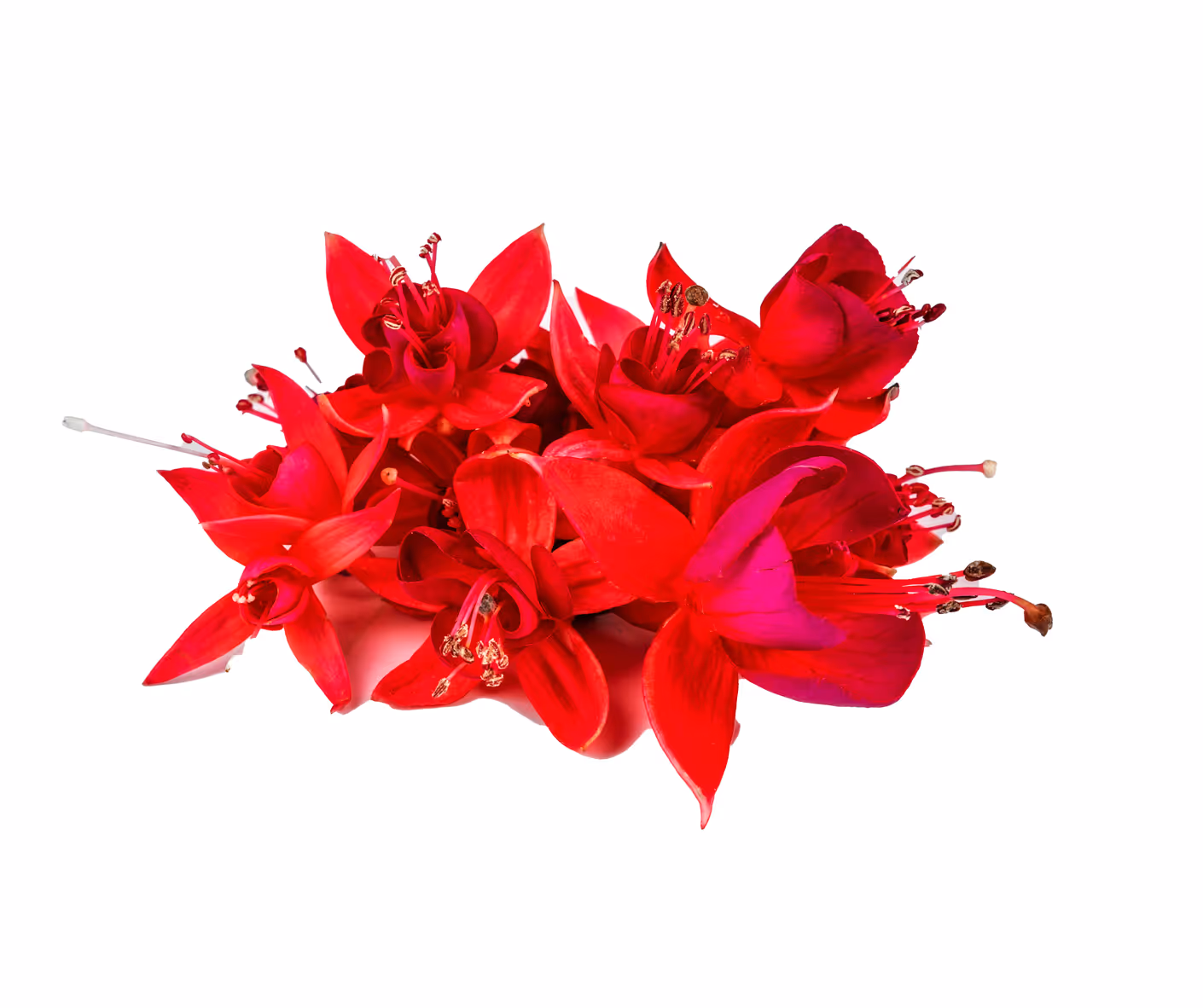 Fuchsia