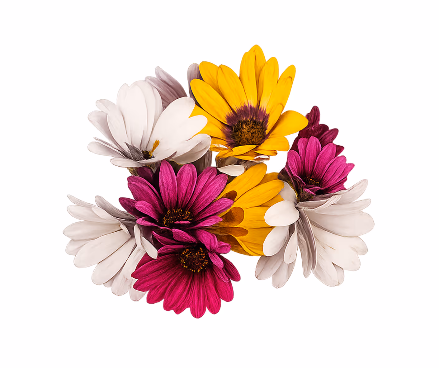 Mélange de marguerites