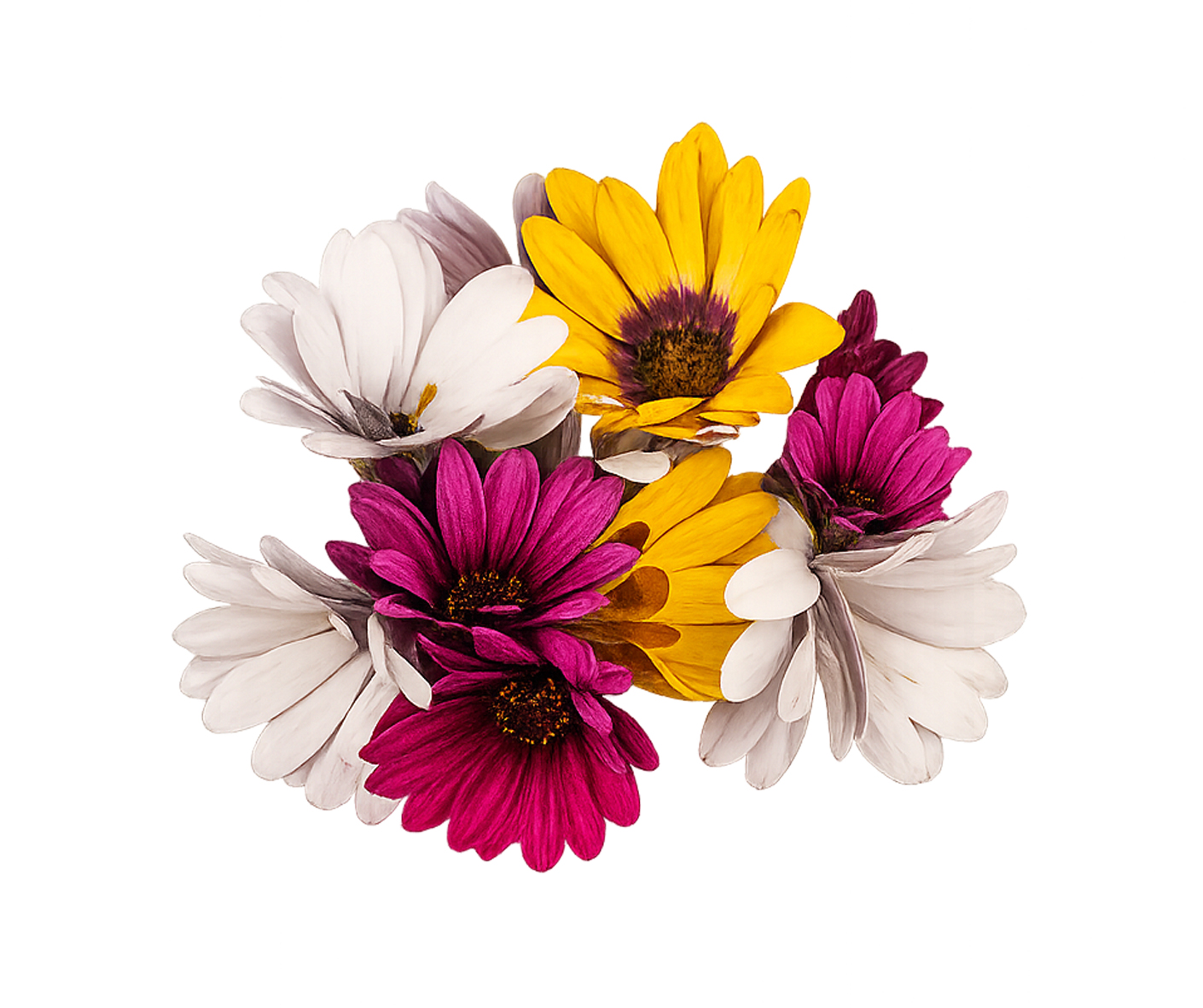 Mélange de marguerites