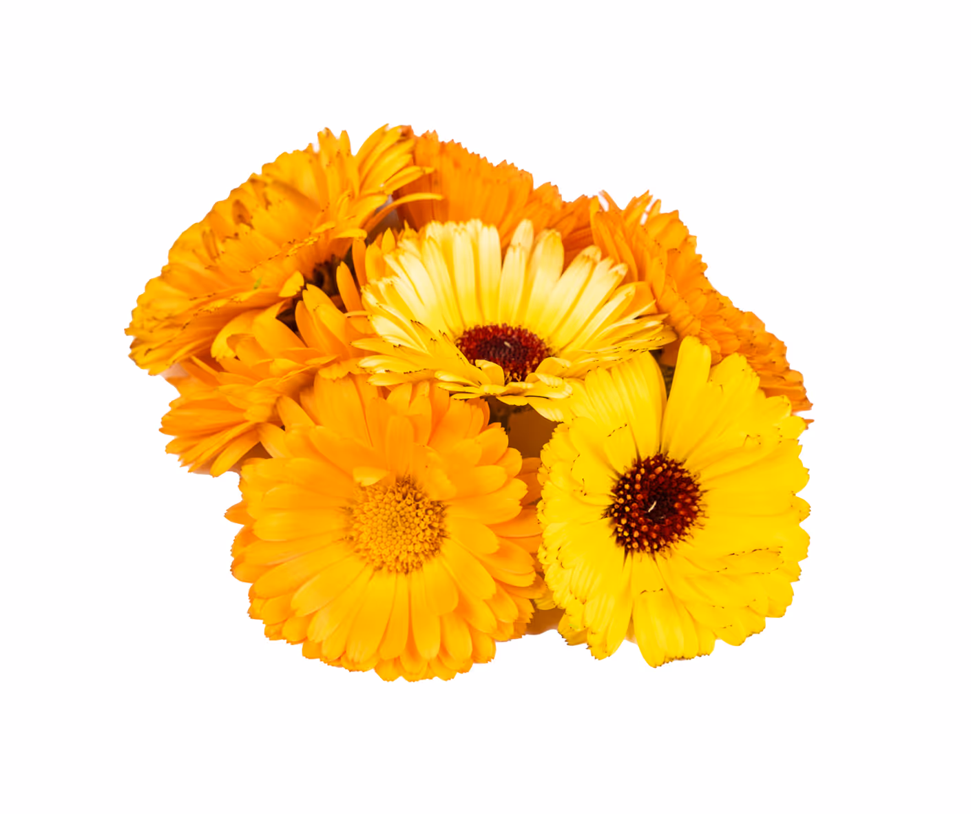 Goudsbloem 