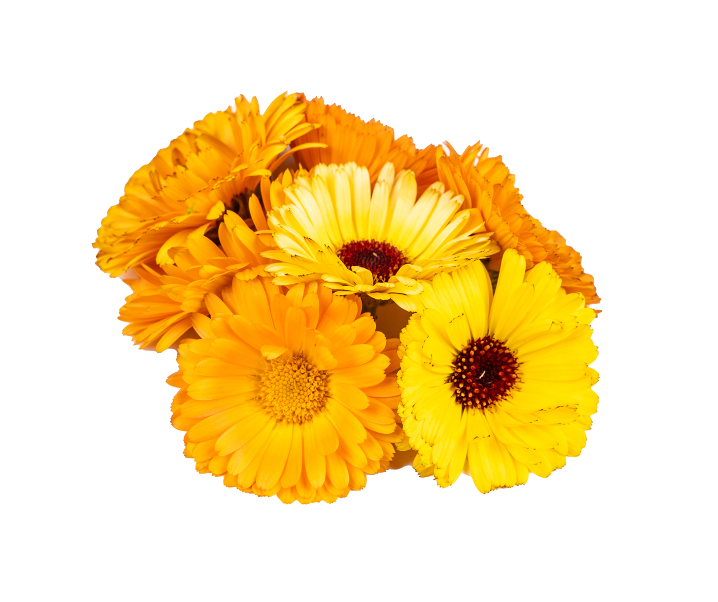 Calendula