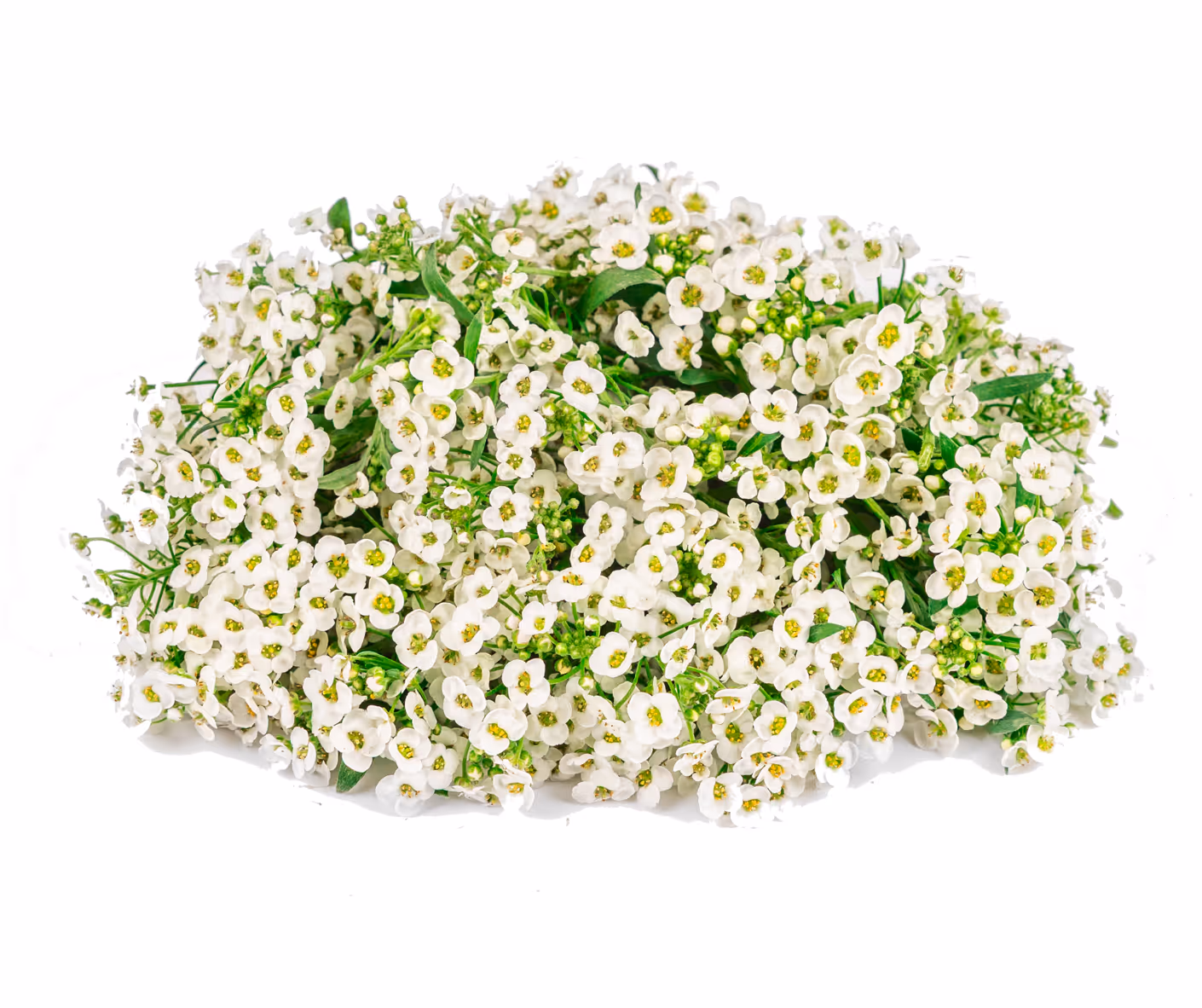 Alysse blanche