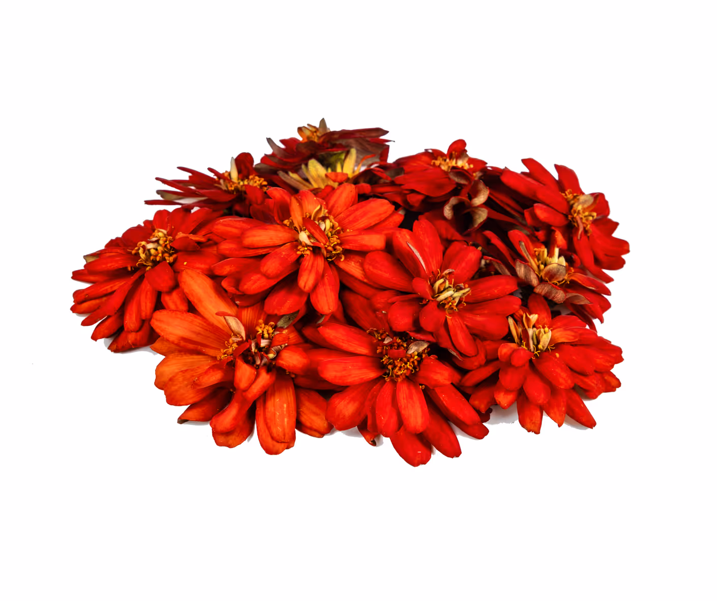 Zinnia