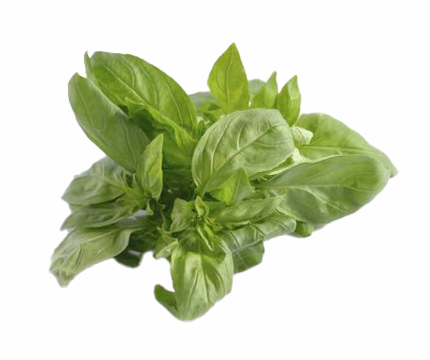 Basilic