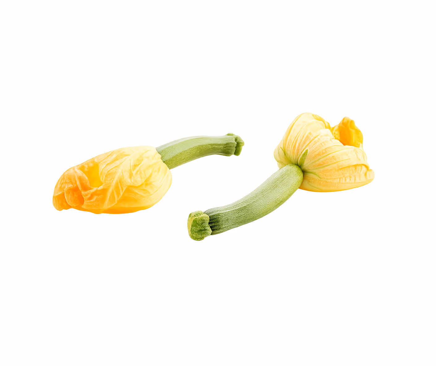 Fleur de courgette