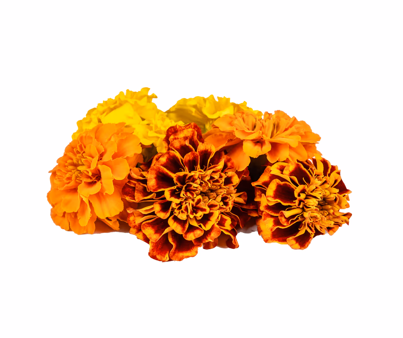 Tagetes