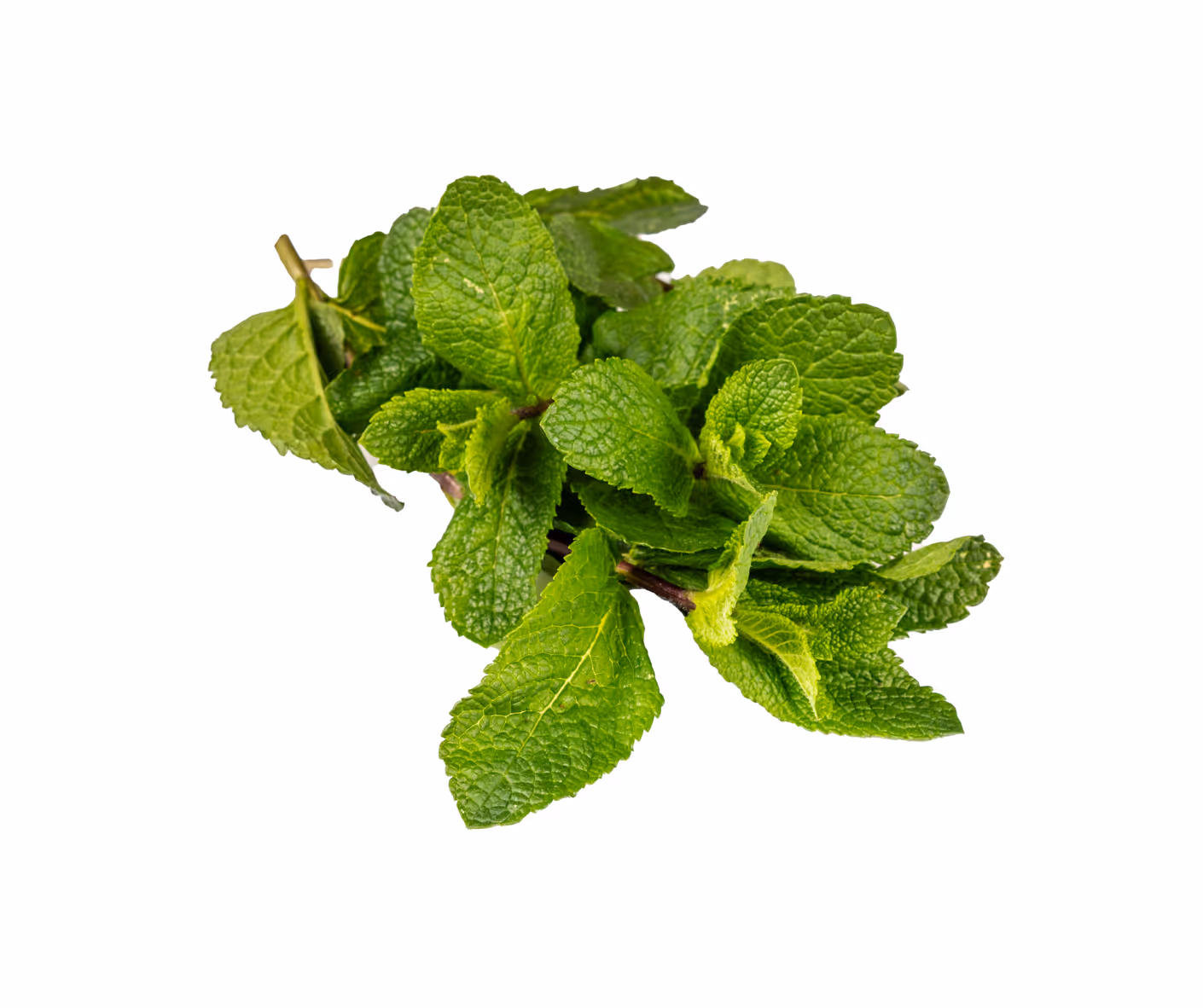 Menthe