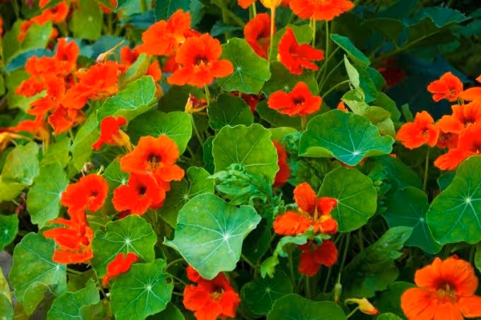 Capucine of Oost-Indische kers: een natuurlijk antibioticum