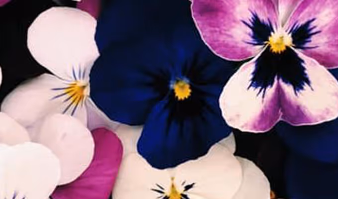 Eetbare bloemen kopen