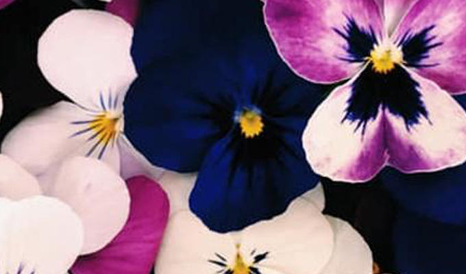 Eetbare bloemen kopen