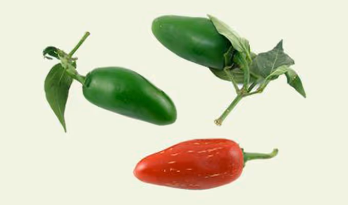 Jalapenos kopen