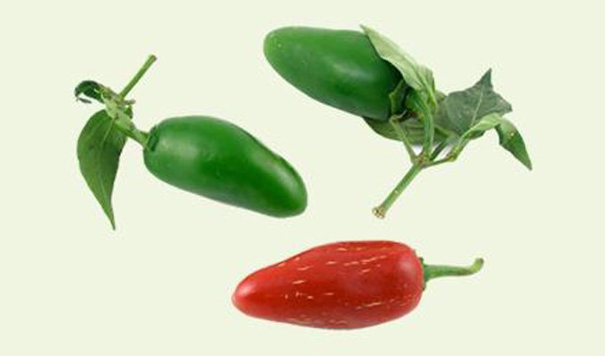 Jalapenos kopen