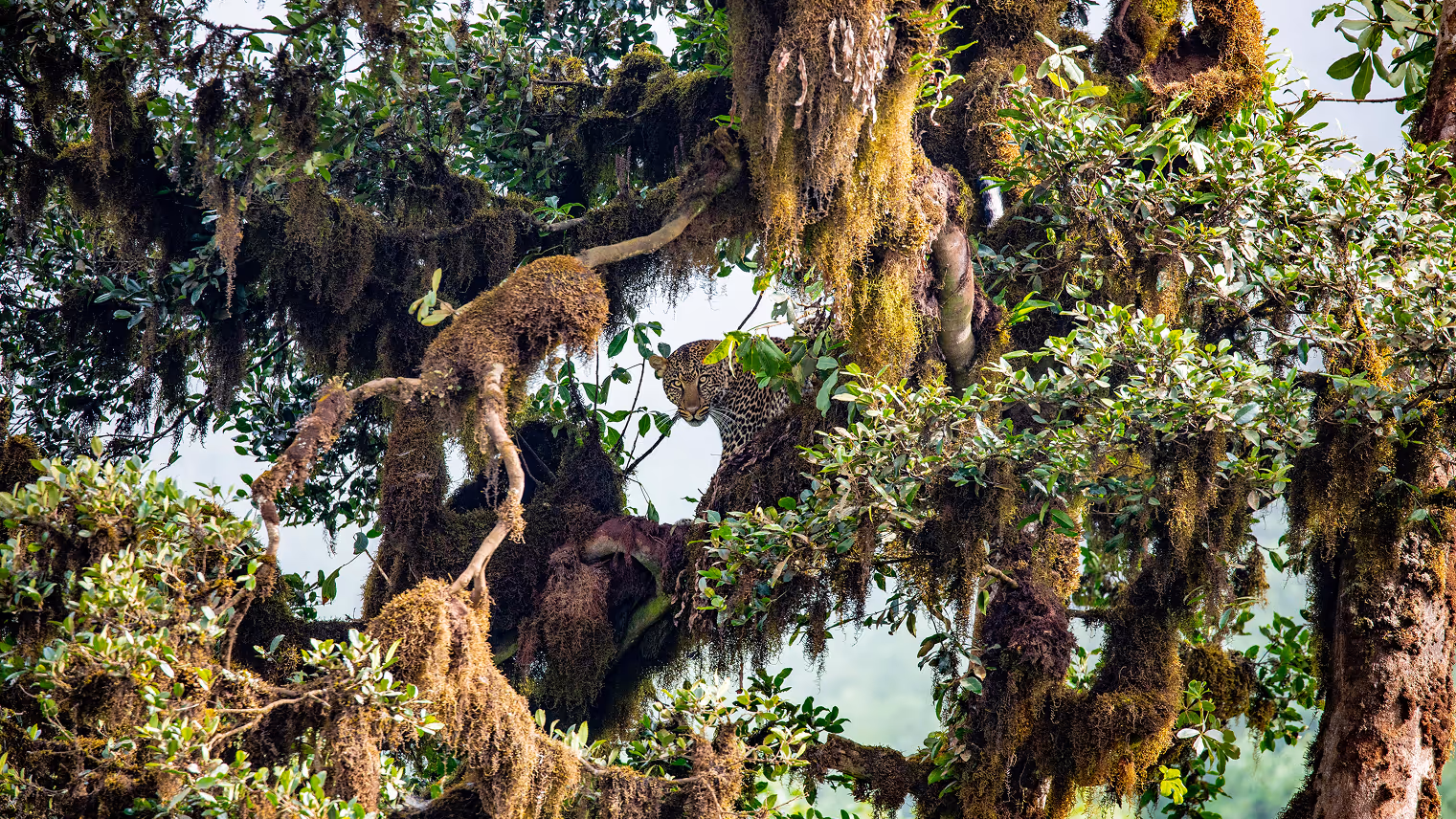 Leopard in tree