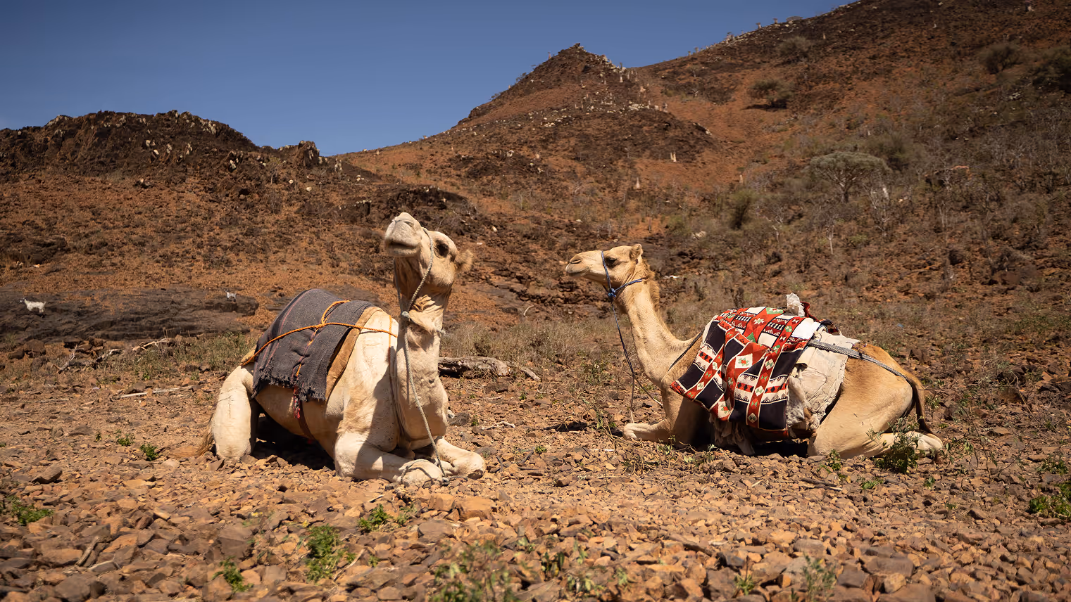 Camels in Socotra