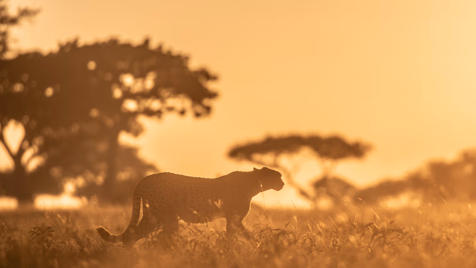 Cheetah in sunset