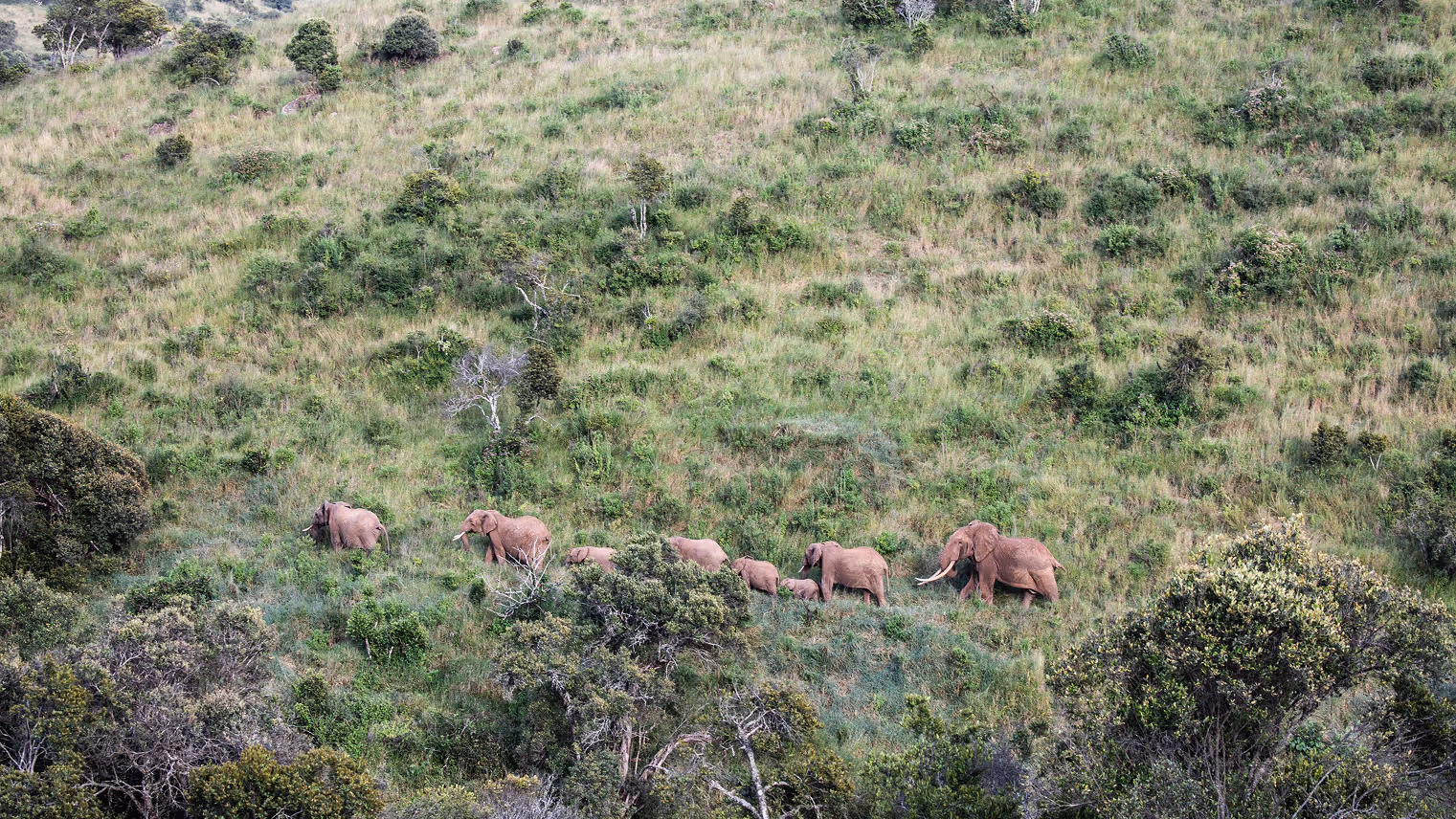 Elephants in Borana