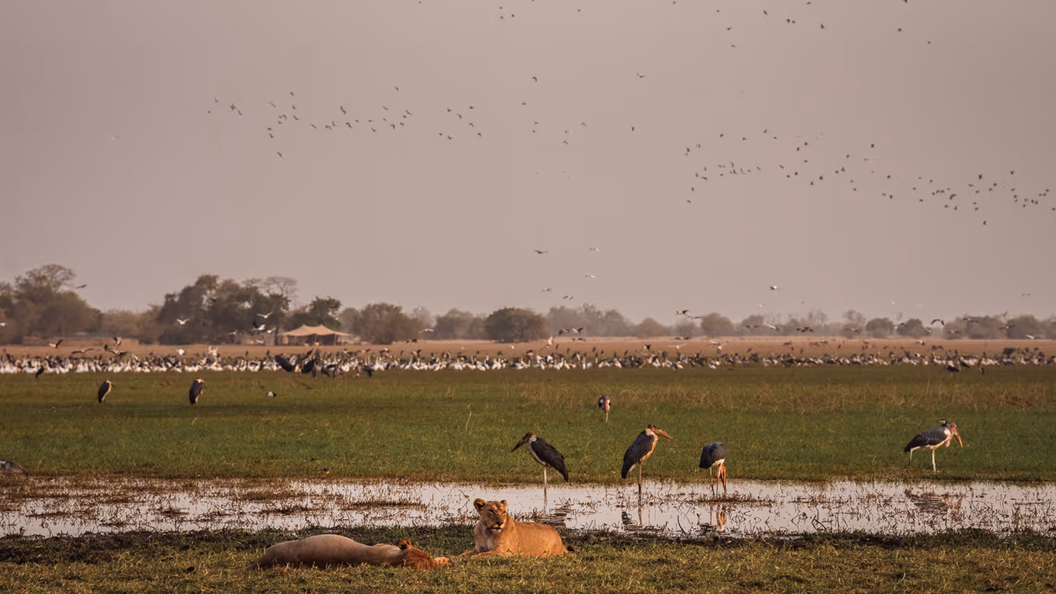 Lions lying in front of a camp.