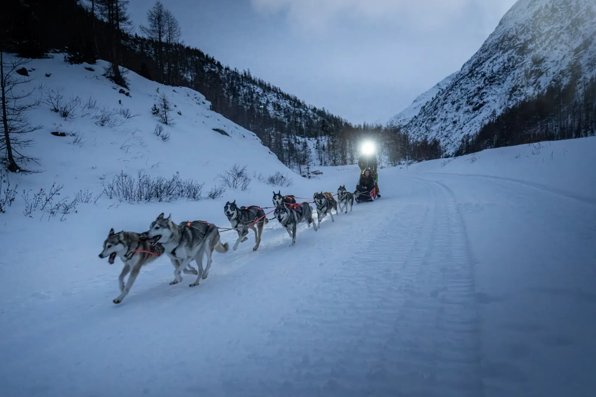 Team of Siberian huskies pulling sled with musher through snow-covered Saastal Valley at twilight with headlamp illumination, pine-forested slopes and dramatic mountain peaks flanking both sides