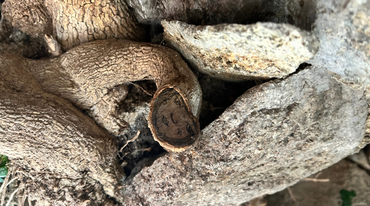 Textura naturii, rădăcinile si  pământul  care susține procesul interior.
