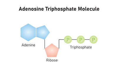 ATP molecular structure diagram