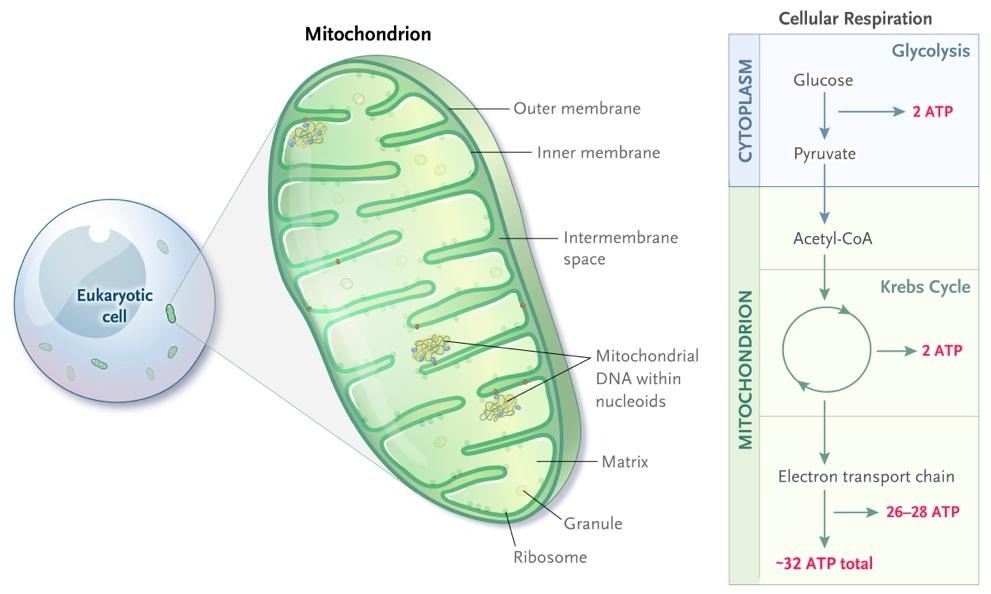 Mitochondria and the production of ATP diagram