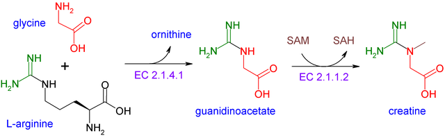 Creatine synthesis pathway in the body