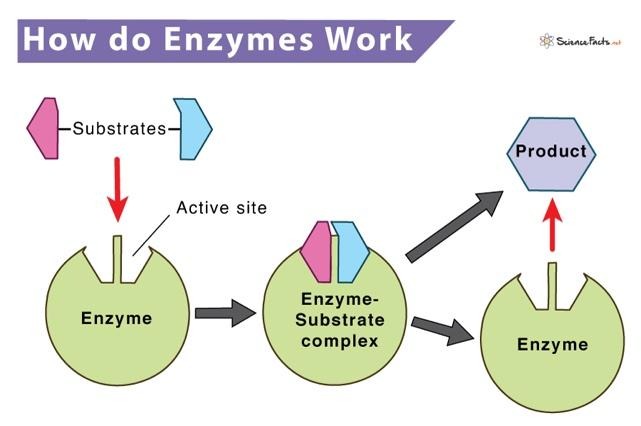 Enzyme diagram showing how enzymes work generally