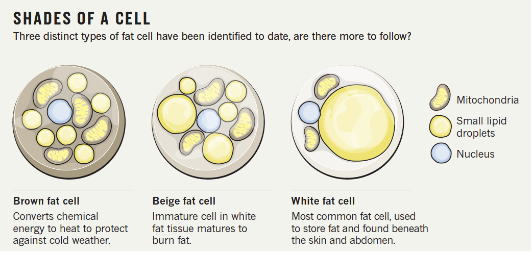 Diagram showing different types of fat cells